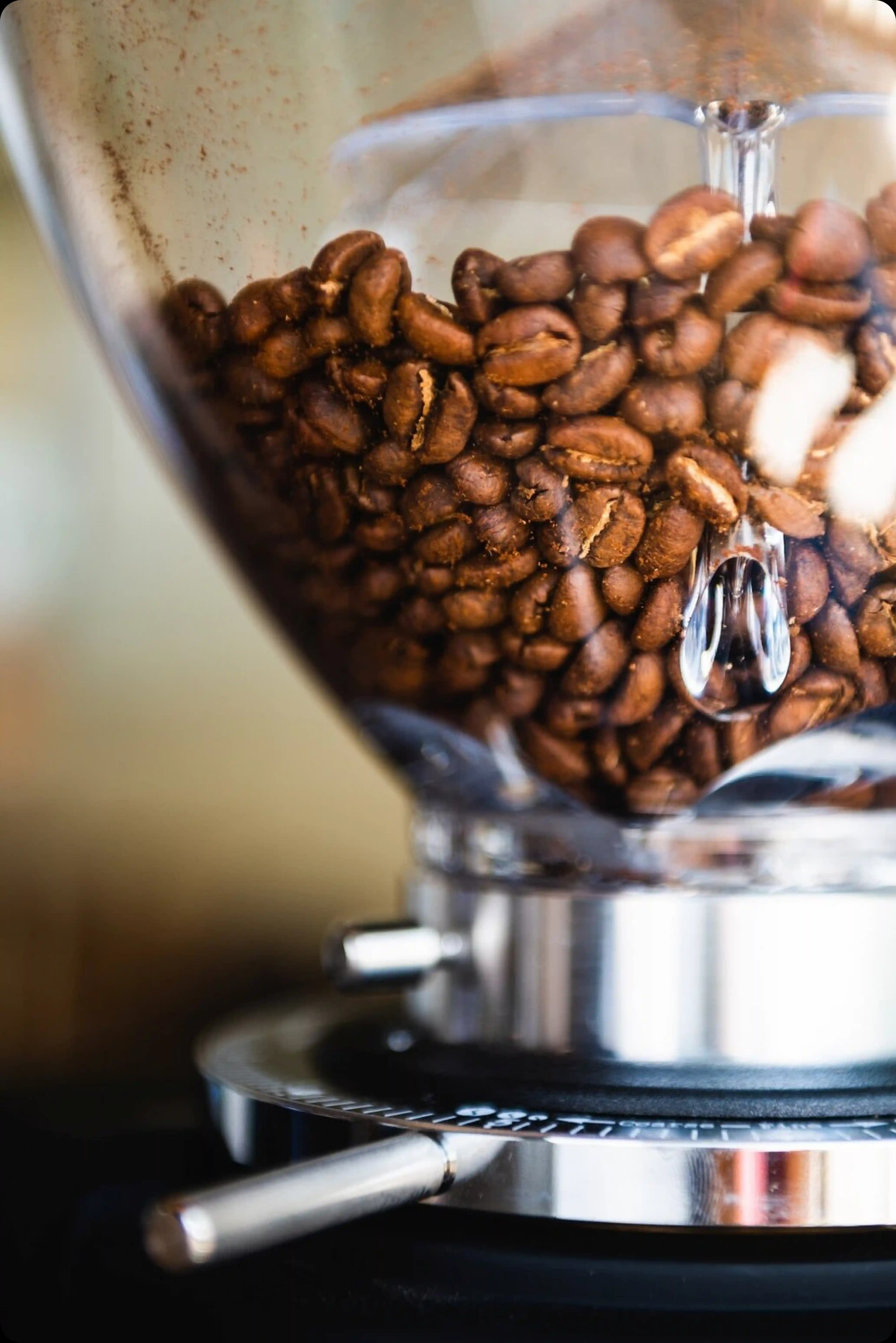 A close-up of a coffee grinder's hopper filled with high-quality, roasted coffee beans ready for grinding.